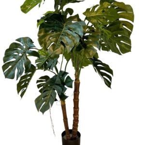 Monstera