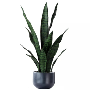 Sansevieria