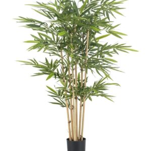 Bamboo
