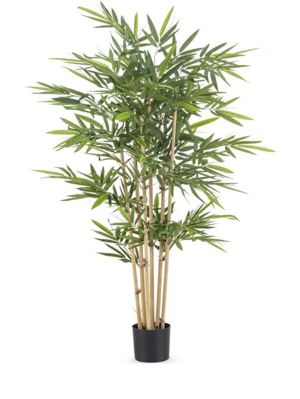 Bamboo