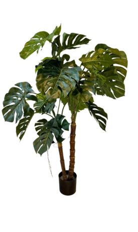 Monstera